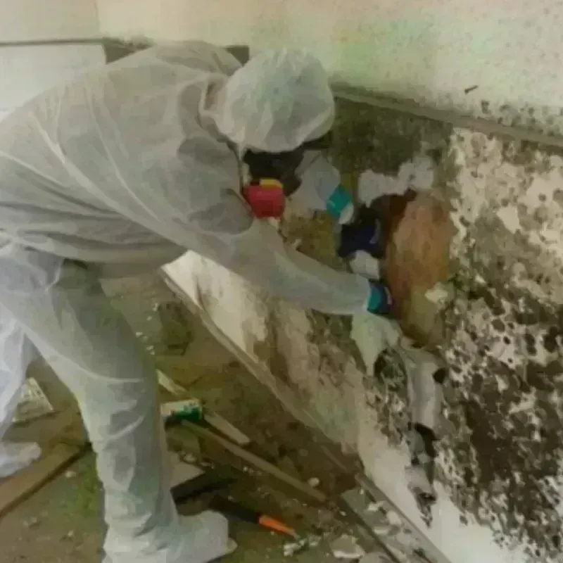 Mold Remediation and Removal in Wells Branch, TX